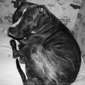 Photo d'American staffordshire terrier