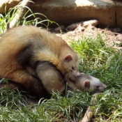 Photo de Furet