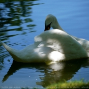 Photo de Cygne