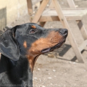 Photo de Dobermann