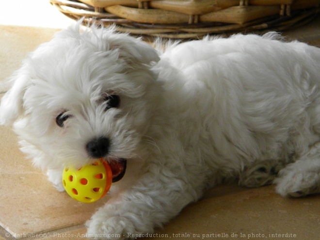 Photo de Coton de tulear