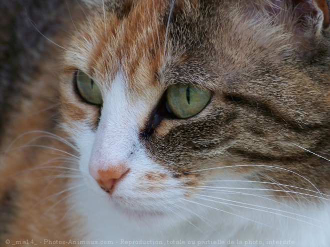 Photo de Chat domestique