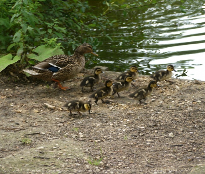 Photo de Canard colvert