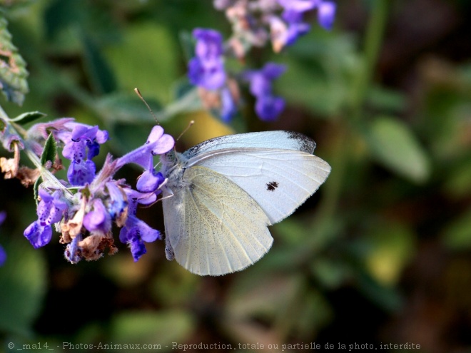 Photo de Papillon