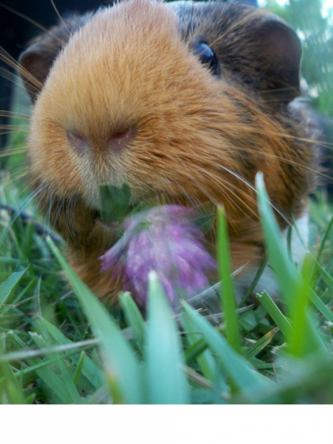 Photo de Cochon d'inde