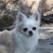 Photo de Chihuahua  poil court