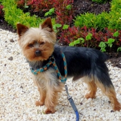 Photo de Yorkshire terrier