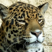 Photo de Jaguar