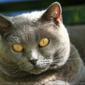 Photo de Chartreux