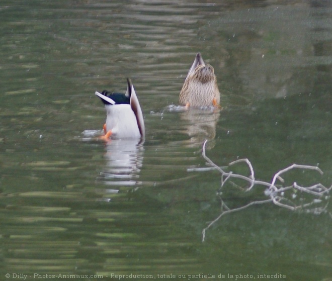 Photo de Canard colvert