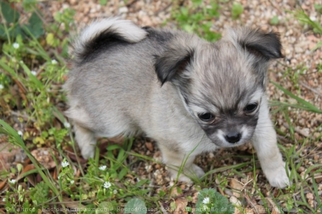 Photo de Chihuahua  poil court