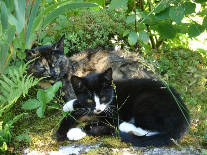 Photo de Chat domestique