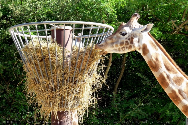 Photo de Girafe