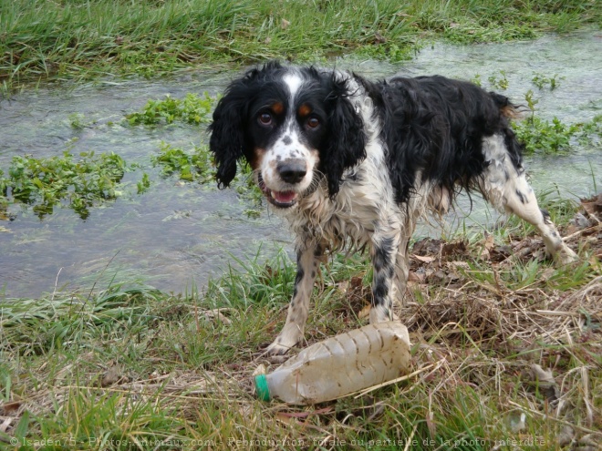 Photo de Cocker anglais