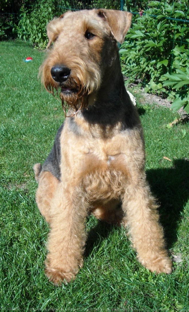 Photo d'Airedale terrier