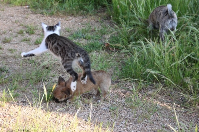 Photo de Chat domestique