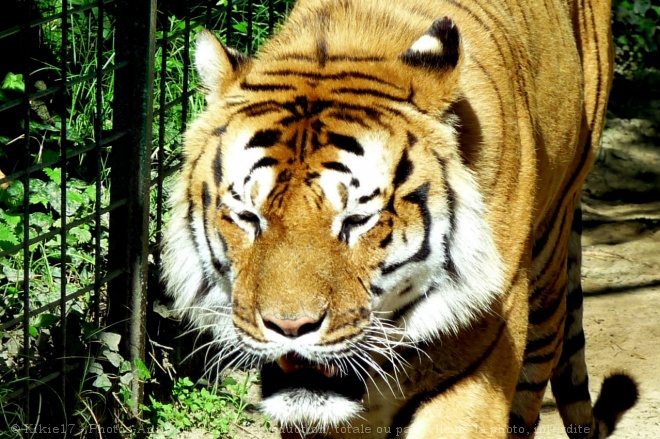 Photo de Tigre