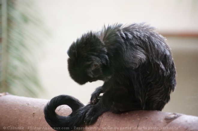 Photo de Singe - capucin