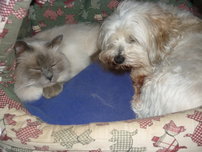 Photo de Coton de tulear