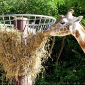 Photo de Girafe