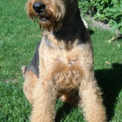 Photo d'Airedale terrier