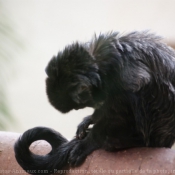 Photo de Singe - capucin