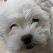 Photo de Coton de tulear