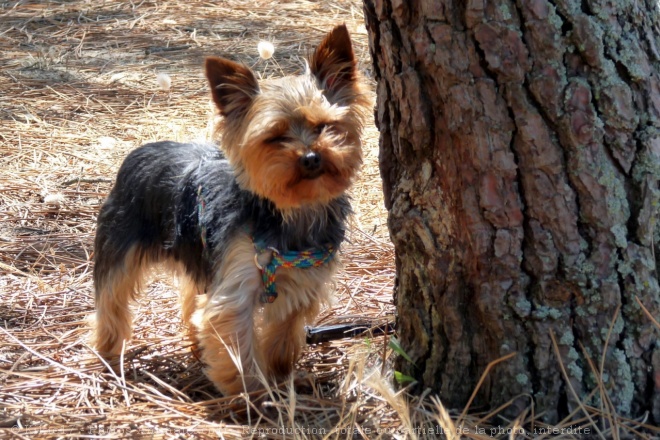 Photo de Yorkshire terrier