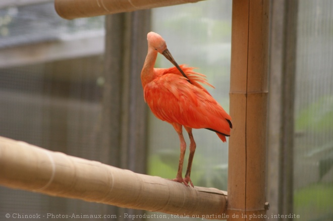 Photo d'Ibis rouge