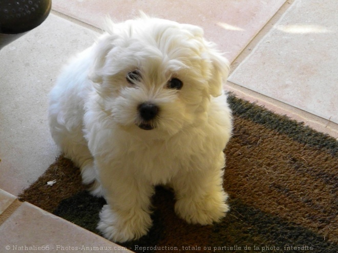 Photo de Coton de tulear