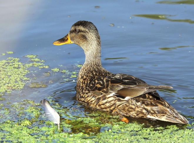 Photo de Canard colvert