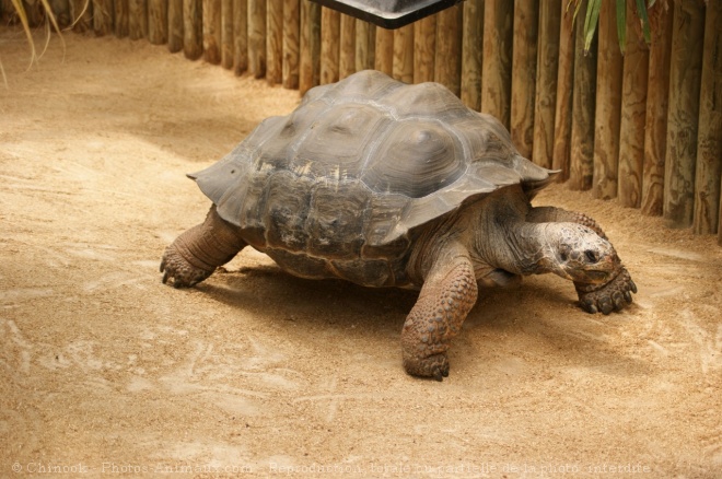 Photo de Tortue