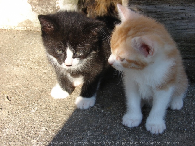 Photo de Chat domestique