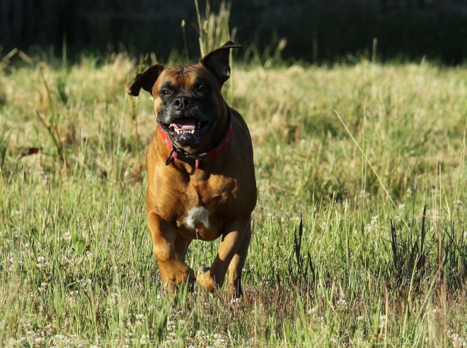 Photo de Boxer