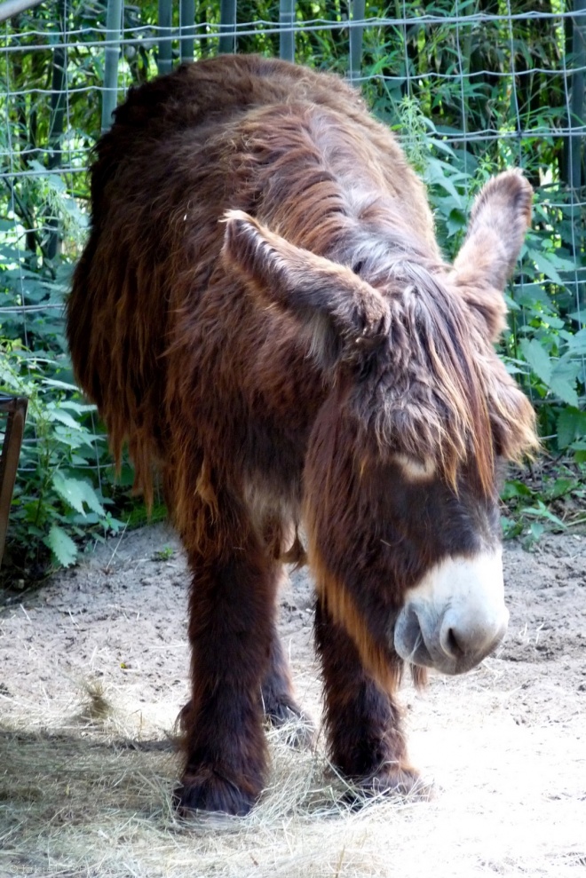 Photo d'Ane - baudet du poitou