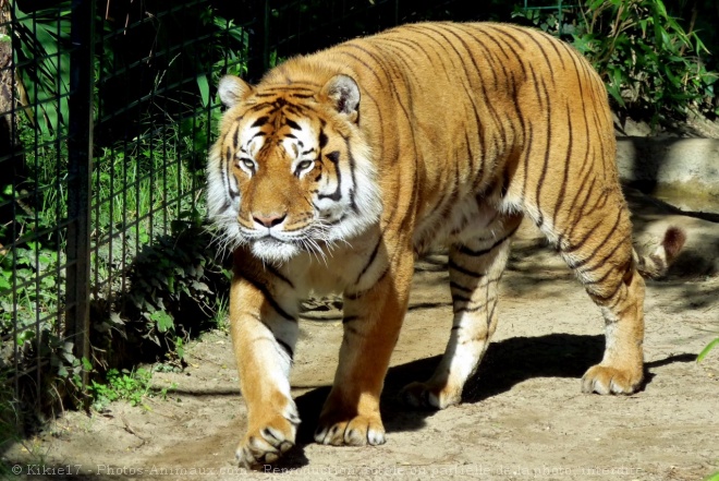 Photo de Tigre