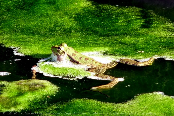 Photo de Grenouille verte commune