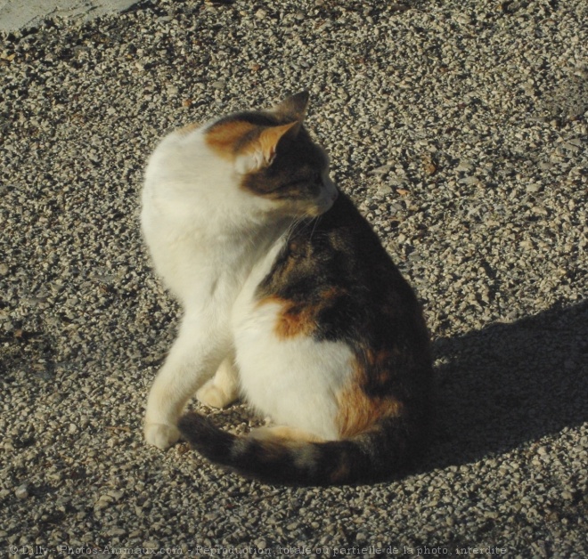 Photo de Chat domestique