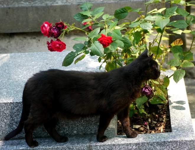 Photo de Chat domestique