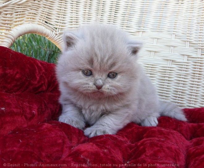 Photo de British shorthair