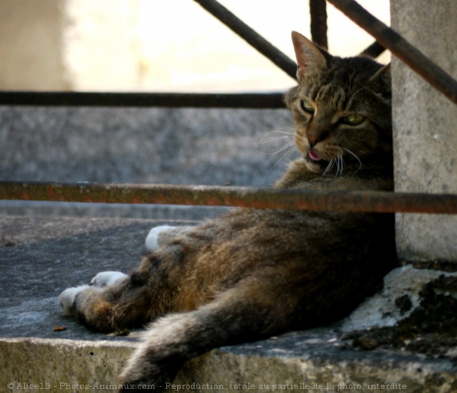 Photo de Chat domestique