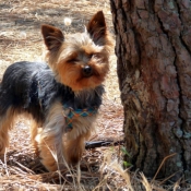 Photo de Yorkshire terrier