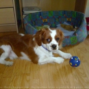 Photo de Cavalier king charles spaniel