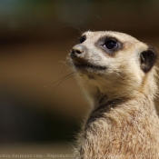 Photo de Suricate