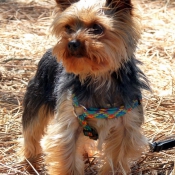 Photo de Yorkshire terrier