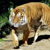 Photo de Tigre