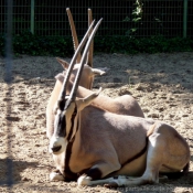 Photo d'Oryx