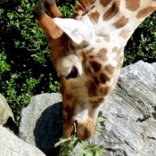 Photo de Girafe