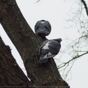 Photo de Pigeon