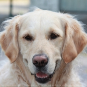 Photo de Golden retriever